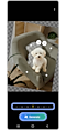 Image of a puppy in the photo edit panel