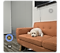 Otomatik zoom açıkken bir köpeğin kanepede oturduğu bir fotoğraf.