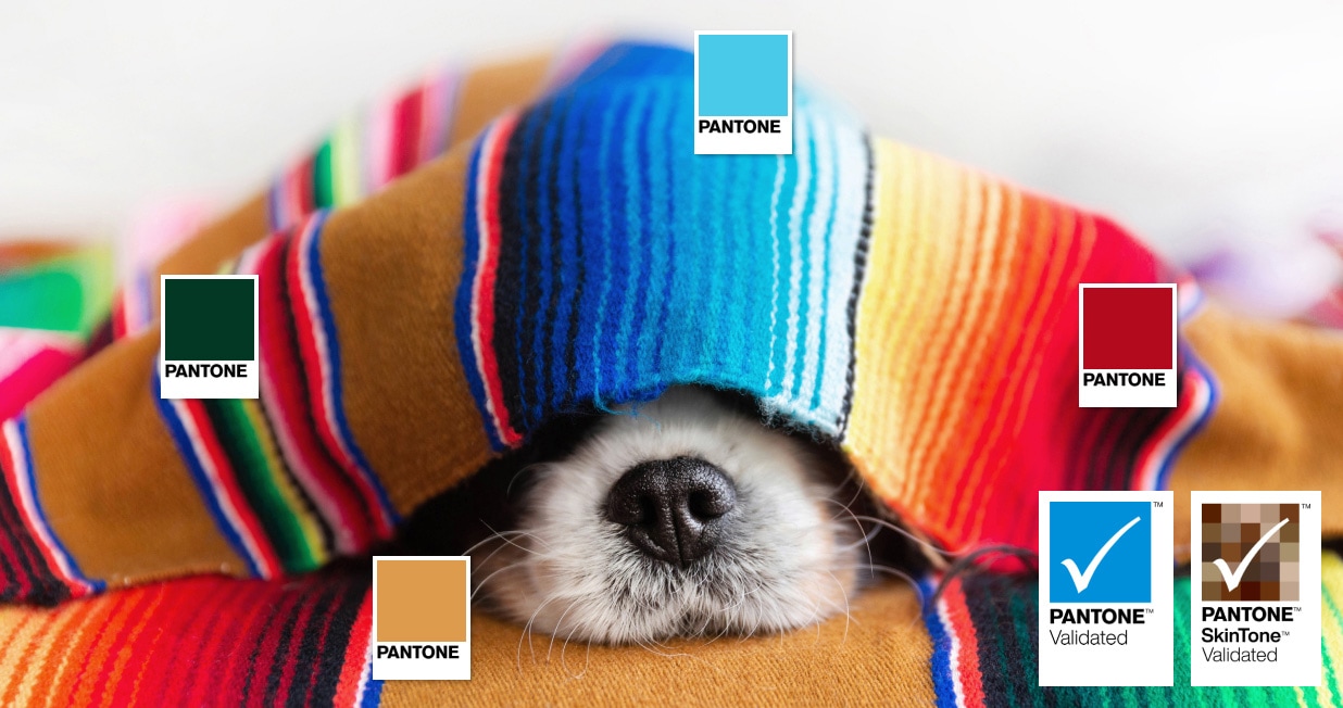 A small dog peeking out from under a colorful, striped blanket, with Pantone color swatches displayed on different parts of the blanket. They highlight the Pantone ValidatedTM and Pantone SkinTone ValidatedTM color accuracy of the Samsung ViewFinity monitor.