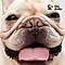 Adorables vidéos de chiens au Super Ralenti