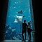Silhouette d’un couple debout devant un grand aquarium bien éclairé. On peut observer diverses formes de vie sous-marine, notamment des raies et des poissons.