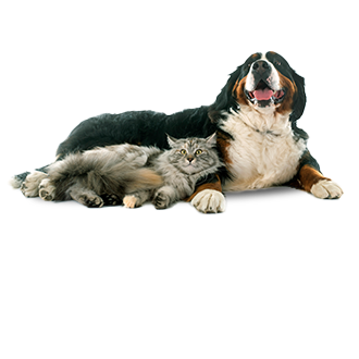 Découvrez Samsung Jet™ pour les animaux domestiques