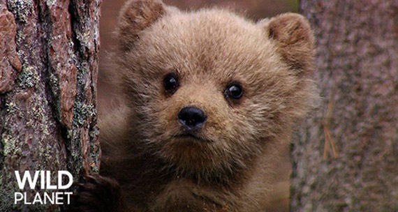 Extrait de la série télévisée Wild Planet.