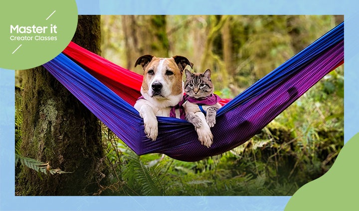 Domínalo. Clases para creadores. Un perro y un gato acurrucados en una hamaca en el bosque.