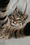 Un gato atigrado mira a cámara mientras rodea la lente con sus patas. Por la perspectiva, parece que el gato se ha hecho un selfie.