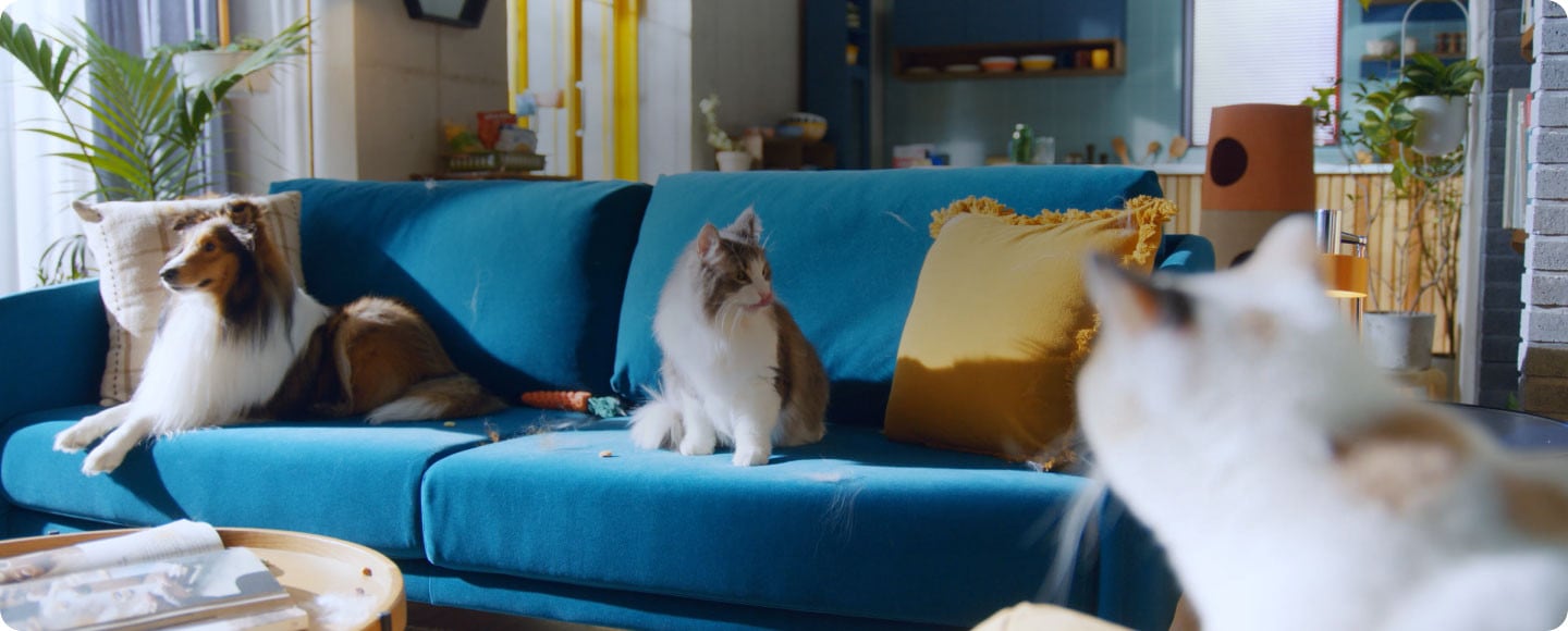 En un salón luminoso, un perro grande y peludo y un gato están sentados en un sofá azul con un cojín amarillo. Otro gato está en primer plano. Un hombre entra y acopla el cepillo Pet Tool a una aspiradora Samsung Jet. El aspirador se desplaza por el sofá azul para eliminar los pelos de mascota, y termina limpiando los pelos de mascota y el polvo con Pet Tool.