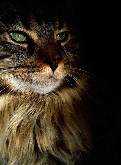 Photographie d'un chat dans la pénombre