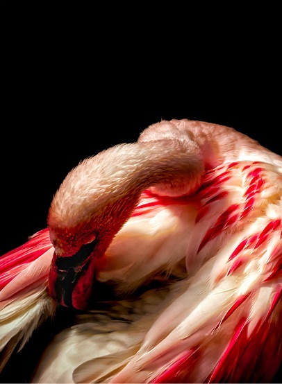 Photographie d'un flamant rose