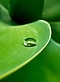 Photographie d'une goutte d'eau posée sur une feuille