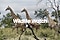 Vidéo de girafes menacées se déplaçant dans le bush sud-africain, capturées par la technologie africaine de surveillance de la vie sauvage.