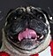 A face-forward studio shot of a pug wearing a festive red and white scarf, there are twinkling lights on branches behind him.