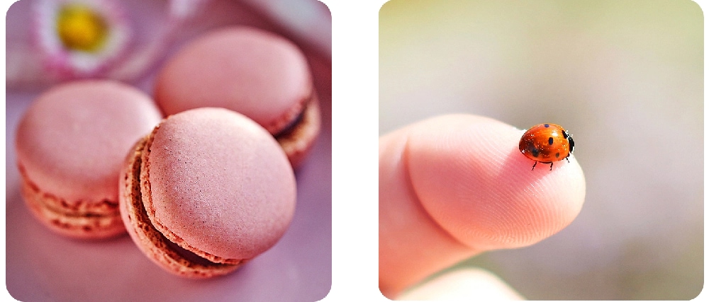 Example of the macro camera