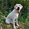 White labrador retriever smiling in the woods