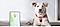 Un cane felice sdraiato su un tappeto indossa un collare dotato di dispositivo di localizzazione. Sullo schermo dello smartphone viene mostrata una mappa con l’ubicazione esatta del cane.