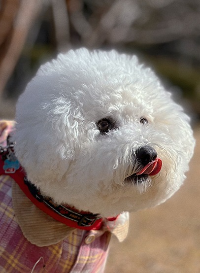 外で散歩している犬の写真。