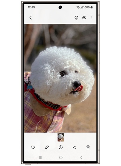外で散歩している犬の写真がGalaxy S24 Ultra(ギャラクシーS24ウルトラ)でのギャラリーアプリで表示されている。