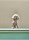 犬を20倍ズームで撮影した写真。高倍率ズームしてもノイズが少なくきれいな写真。