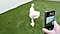 完全に閉じた状態のGalaxy Z Fold5(ギャラクシーZフォールド5)を使って、屋外にいる愛犬のビデオ撮影をしている。