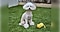 屋外で撮影した愛犬の画像。愛犬のすぐ近くにはおもちゃがある。