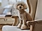 Galaxy S23(ギャラクシーS23)のポートレートモードで撮影した犬の画像。犬が椅子の上に座り、こちらを見ている。