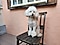Galaxy S23(ギャラクシーS23)を使用して明るい屋外で撮影した犬の写真。犬はベンチに座ってカメラに目線を送っている。