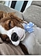 犬がソファで爆睡している