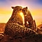 Scenes from the Netflix Originals show Our Planet, displaying a family of leopards sharing an affectionate moment with a sun setting in the background.