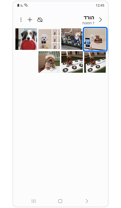 דף הבית של הגלריה