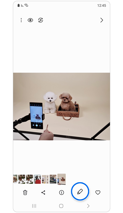 תמונה של שני כלבים