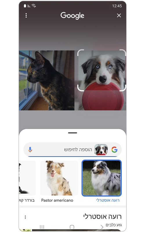 תוצאות החיפוש של חיית המחמד.