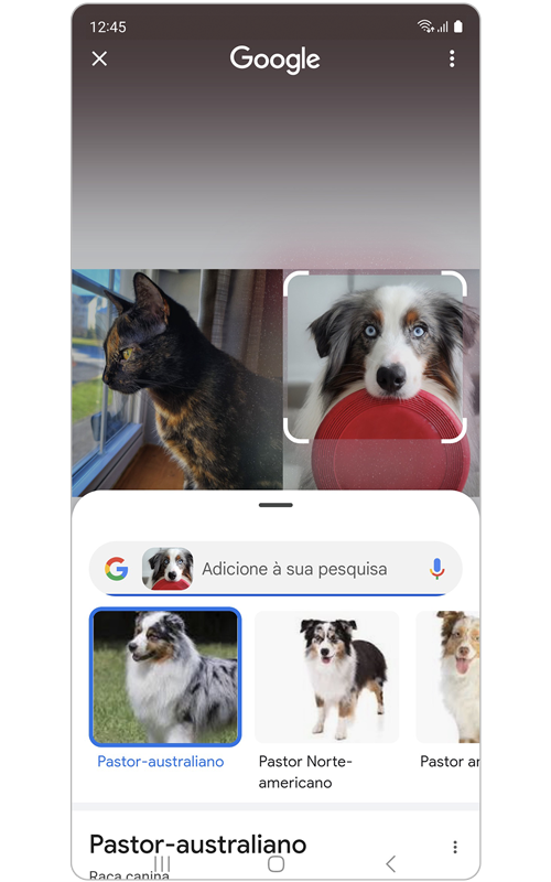 Resultados da pesquisa do animal de estimação.