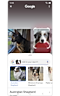 The search results of the pet.