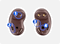 Galaxy Buds Live ear-facing side of the left and right earbuds.