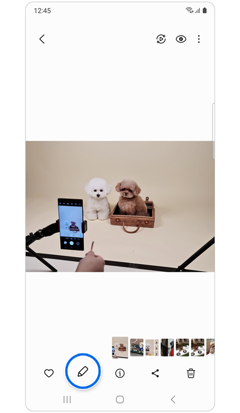 Image de deux chiens