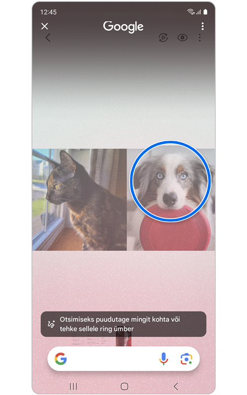 Funktsioon Otsimiseks joonistage ring on aktiveeritud ja lemmikloomale on ring ümber joonistatud.