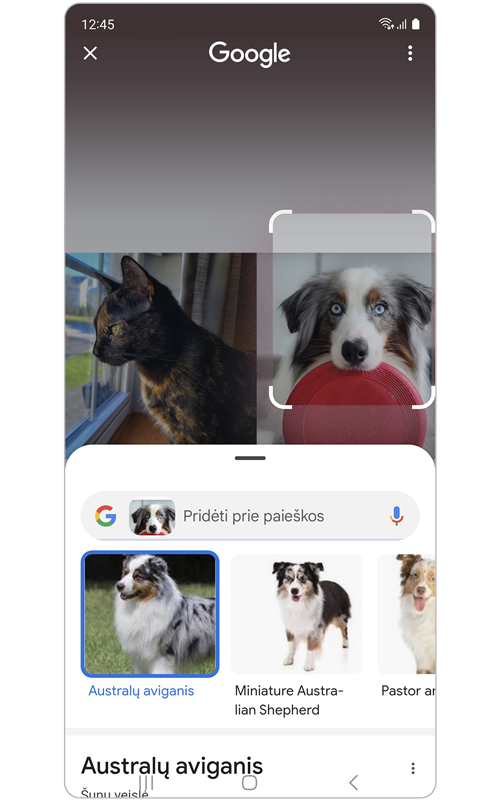 Naminio gyvūnėlio paieškos rezultatai.