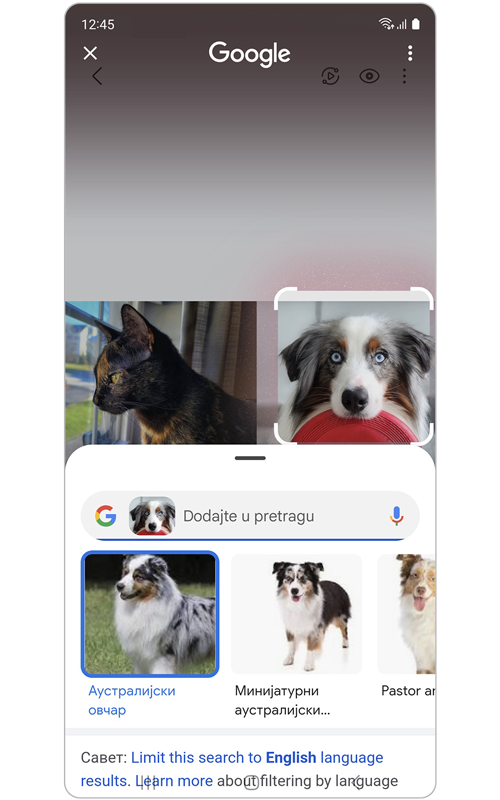 Rezultati pretrage kućnih ljubimaca.