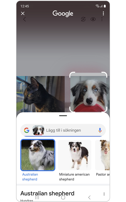 Sökresultaten för husdjuret.