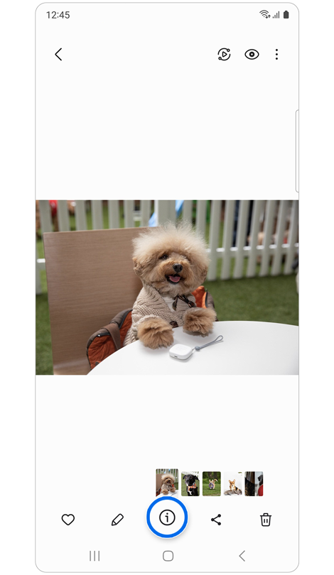 Photo d’un chien avec l’icône Détails sélectionnée