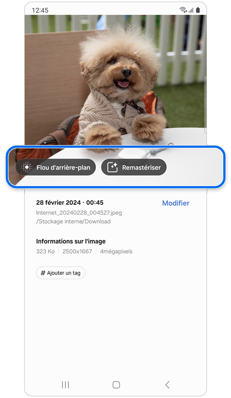 Photo d’un chien avec suggestions de modification pour améliorer l’image