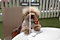 Pantalla mostrando la aplicación de Remasterizar a una foto de un perro