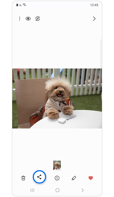 תמונת גלריה של כלב קטן.