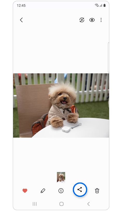 Galeria de imagem de um cão pequeno.