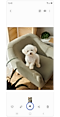 Photo d'un chiot sur une chaise.