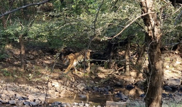 Een tijger loopt langs de oevers van een rivier in de jungle.