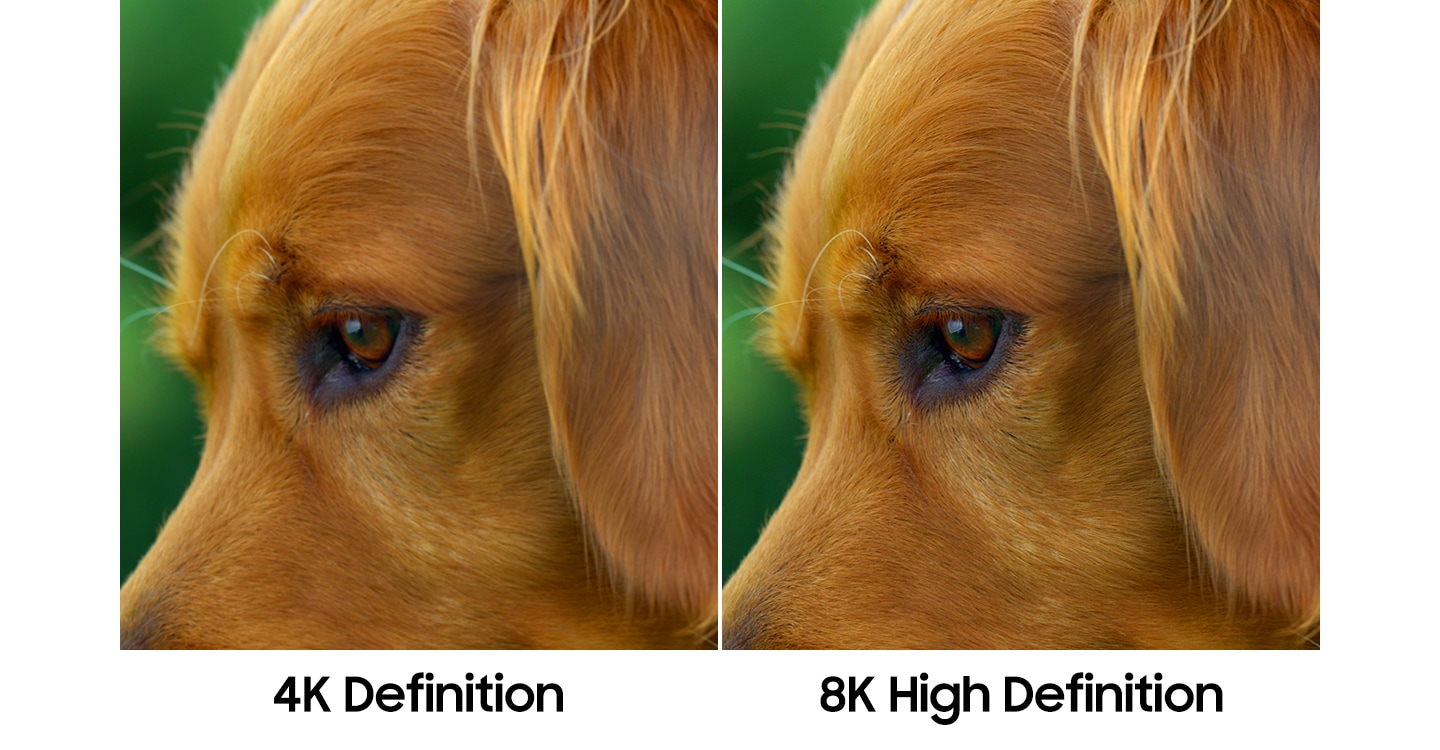 Dezelfde afbeelding van een hond in verschillende beeldkwaliteit laat het verschil zien tussen 4K High Definition en 8K High Definition. Het beeld in 8K High Definition rechts heeft een helderdere weergave dan het beeld links in 4K Definition.