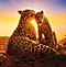 Scenes from the Netflix Originals show Our Planet, displaying a family of leopards sharing an affectionate moment with a sun setting in the background.
