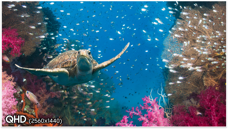 There is a turtle in the ocean, and on the bottom left, it says 'QHD (2560x1440)'.