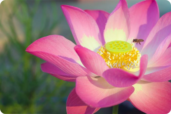 Контур Relumino выключен