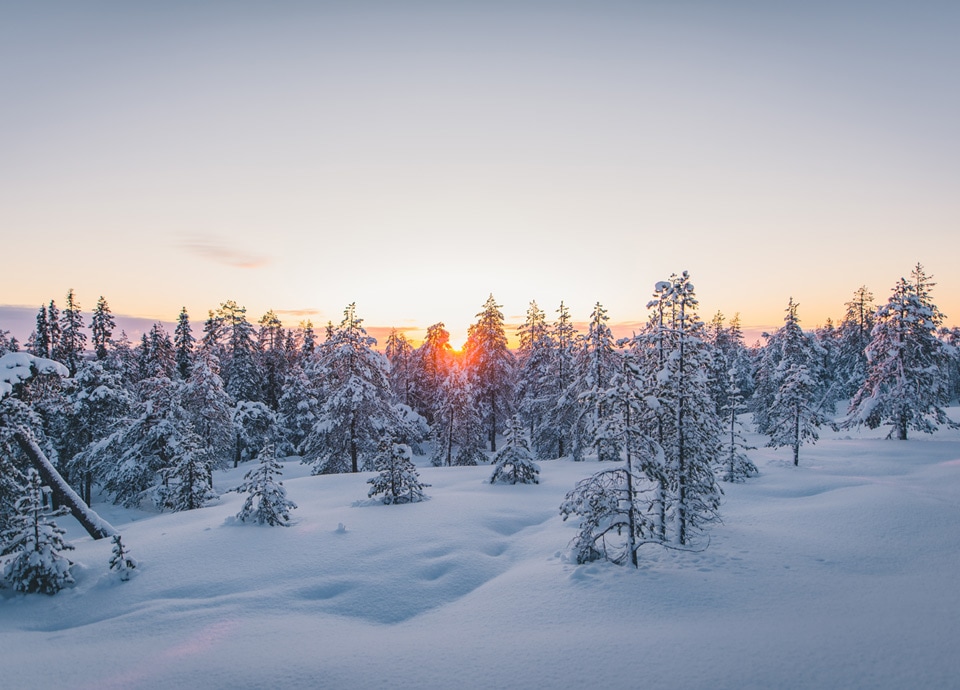 Vinterlandskap med snöiga träd i solnedgången.